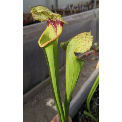 SX18 S. x excellens x SXM67 S.x Moorei -- 'Esme Cowlard' CLA-Hybrides Cédric Carnivore's