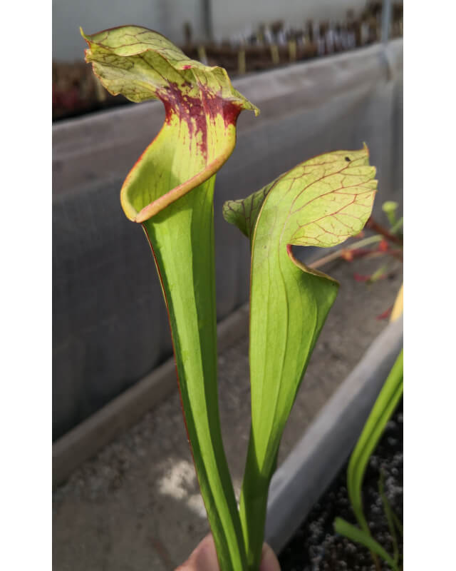 SX18 S. x excellens x SXM67 S.x Moorei -- 'Esme Cowlard' CLA-Hybrides Cédric Carnivore's
