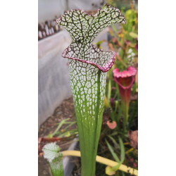 SL27 S. leucophylla -- pouty Lip x SL79 S. leucophylla “Bocaza” CL3-Hybrides Cédric Carnivore's