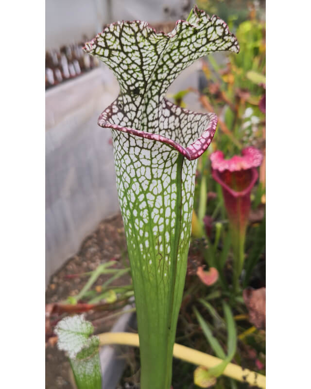 SL27 S. leucophylla -- pouty Lip x SL79 S. leucophylla “Bocaza” CL3-Hybrides Cédric Carnivore's