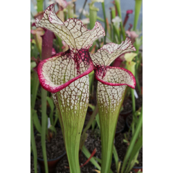 Sarracenia leucophylla x SXM01 S.x Moorei -- `Leah Wilkerson’-Hybrides Cédric Carnivore's