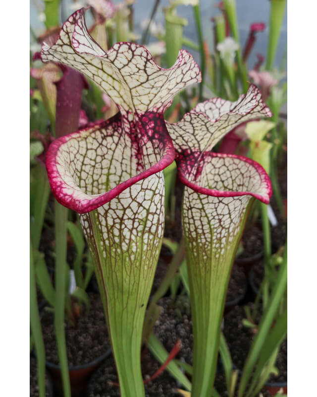 Sarracenia leucophylla x SXM01 S.x Moorei -- `Leah Wilkerson’-Hybrides Cédric Carnivore's
