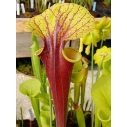 Sarracenia flava var. rubricorpora -- giant red tube,Apalachicola,W (f20 MK)-var. rubricorpora