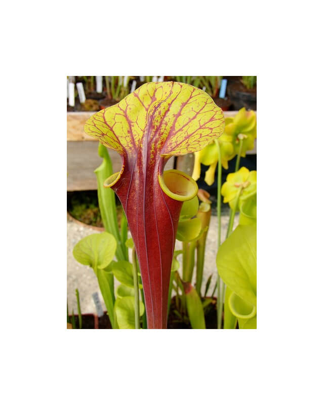 Sarracenia flava var. rubricorpora -- giant red tube,Apalachicola,W (f20 MK)-var. rubricorpora