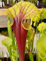 S. flava var. rubricorpora -- giant red tube,Apalachicola,W (f20 MK)