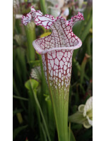 SL61 S. leucophylla -- red stripe throat x SL25 S. leucophylla -- pink lip, Appalachicola cl2