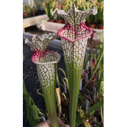 SXM18 S.x Moorei -- Wilkerson's white knight x SL61 S. leucophylla -- red stripe throat cl1-Hybrides Cédric Carnivore's