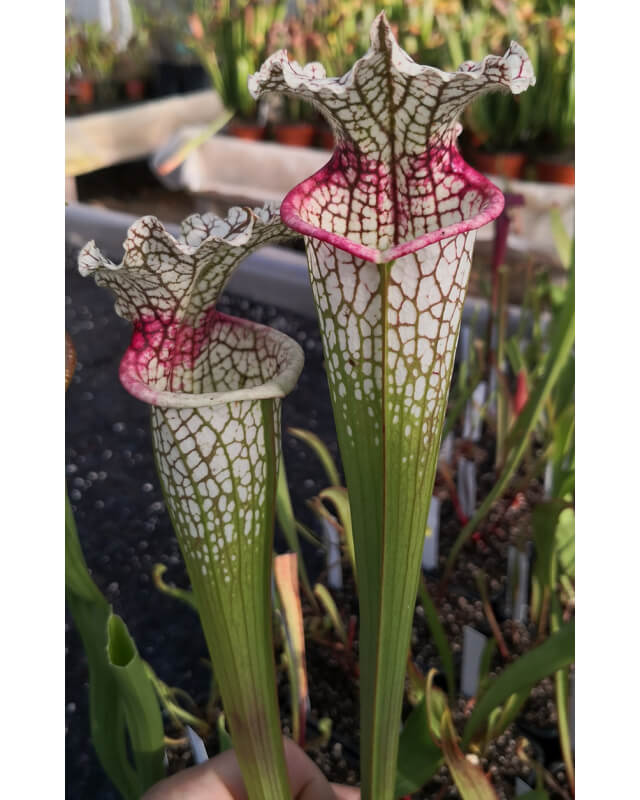 S.x Moorei -- Wilkerson's white knight  x S. leucophylla -- large pink lipped,Apalachicola-Hybrides Cédric Carnivore's