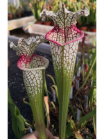 S.x Moorei -- Wilkerson's white knight  x S. leucophylla -- large pink lipped,Apalachicola