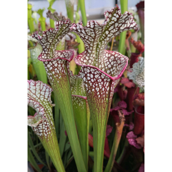 SXM63 S.x Moorei -- ‘’Elizabeth Aydon’’, (H193,MK) x SL79 S.“Bocaza”-Hybrides Cédric Carnivore's