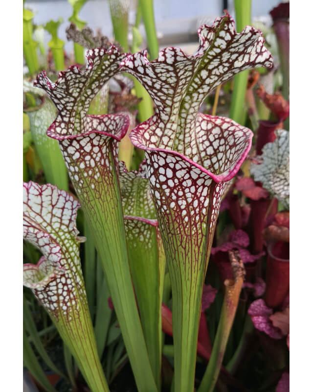 SXM63 S.x Moorei -- ‘’Elizabeth Aydon’’, (H193,MK) x SL79 S.“Bocaza”-Hybrides Cédric Carnivore's