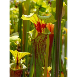 S. flava var. rubricorpora -- red tube WS (Mark Dunsford) ICPS seedbank, Rogier van Loenen FL25-var. rubricorpora