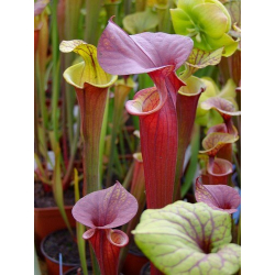 Sarracenia flava var. rubricorpora -- prince george,Co-var. rubricorpora
