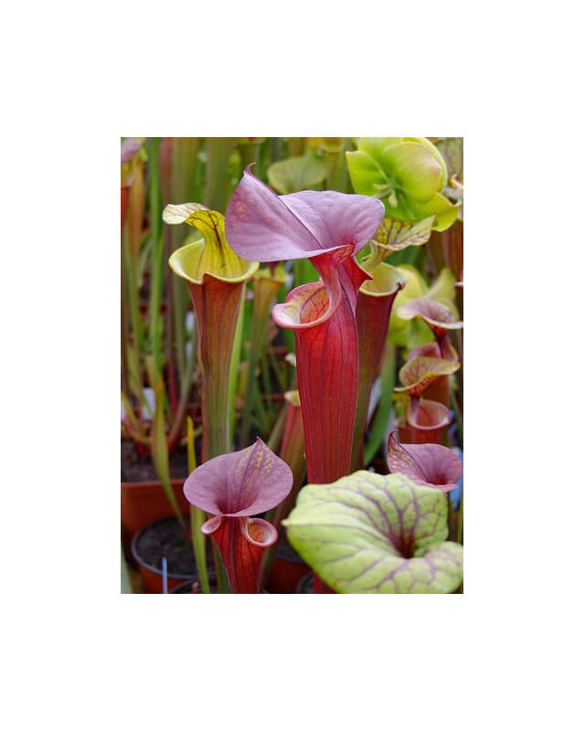 Sarracenia flava var. rubricorpora -- prince george,Co-var. rubricorpora