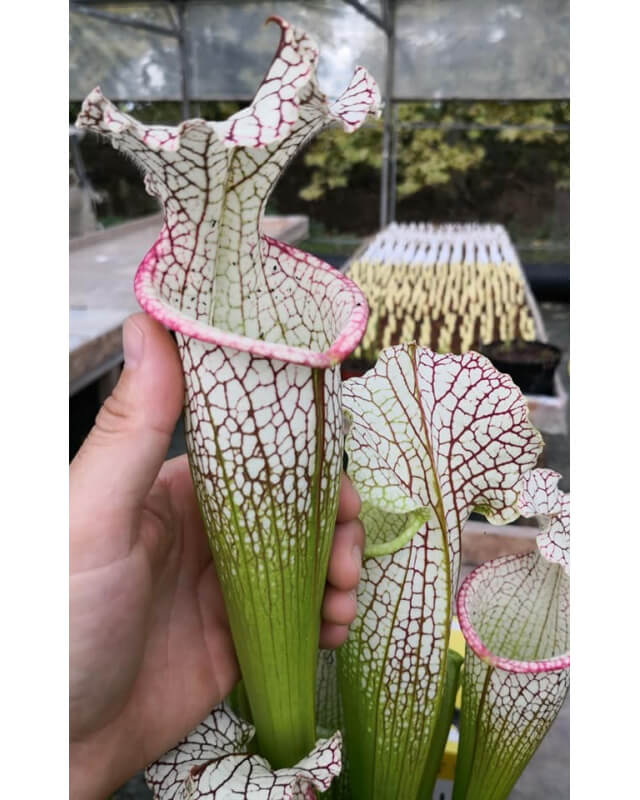 S.x Moorei -- Wilkerson's white knight  x S.x Moorei -- Wilkerson's red