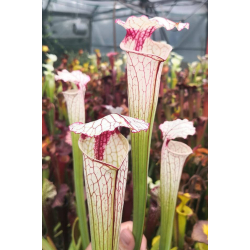 Sarracenia 'Iamsatyricon'-Sarracenia hybrides