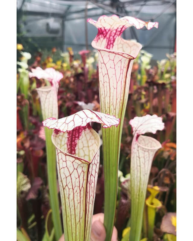 Sarracenia 'Iamsatyricon'-Sarracenia hybrides