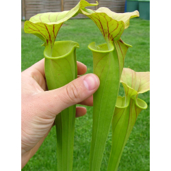 Sarracenia flava var. flava -- dahlia Bog Virginia (M.K. F5)-var.flava