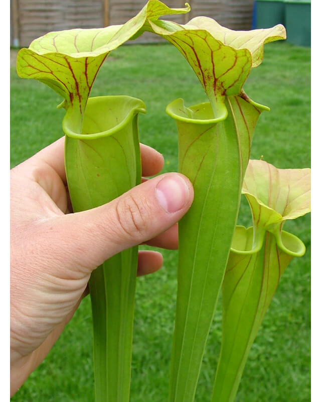 Sarracenia flava var. flava -- dahlia Bog Virginia (M.K. F5)-var.flava