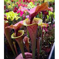 S. flava var. rugelii -- giant robust clone,(PM)( F18-MK) x S. flava var. atropurpurea -- `Kimber Red Ruffles’ (DC)(F195,MK)-Miscellaneous