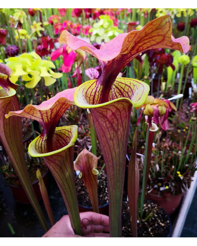 S. flava var. rugelii -- giant robust clone,(PM)( F18-MK) x S. flava var. atropurpurea -- `Kimber Red Ruffles’ (DC)(F195,MK)-Miscellaneous