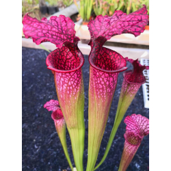 Sarracenia leucophylla x oreophila Norman Parker 2004 x sl51 S. leucophylla -- Burgundy-Hybrides Cédric Carnivore's