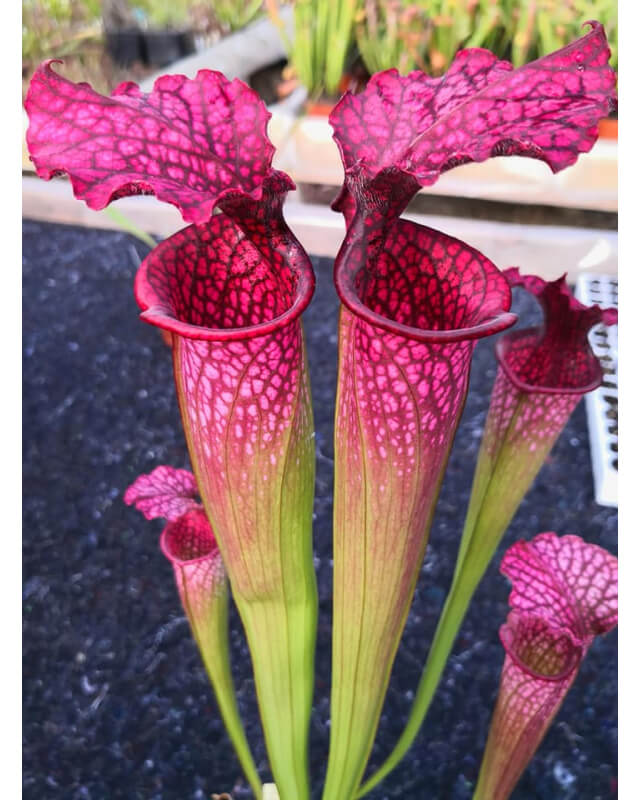 Sarracenia leucophylla x oreophila Norman Parker 2004 x sl51 S. leucophylla -- Burgundy-Hybrides Cédric Carnivore's