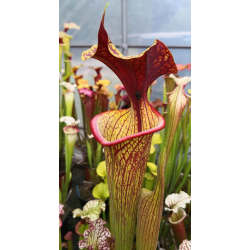 SFRB09 S. flava var. rubricorpora -- heavy Vein x SXM64 S.x Moorei -- 'Helen Mary'-Hybrides Cédric Carnivore's