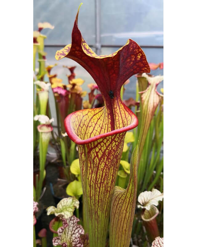 SFRB09 S. flava var. rubricorpora -- heavy Vein x SXM64 S.x Moorei -- 'Helen Mary'-Hybrides Cédric Carnivore's