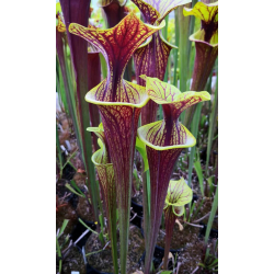 Sarracenia flava var. rubricorpora x S.flava var. ornata -- Joe Mazrimas cross (aidan SF81)-Miscellaneous