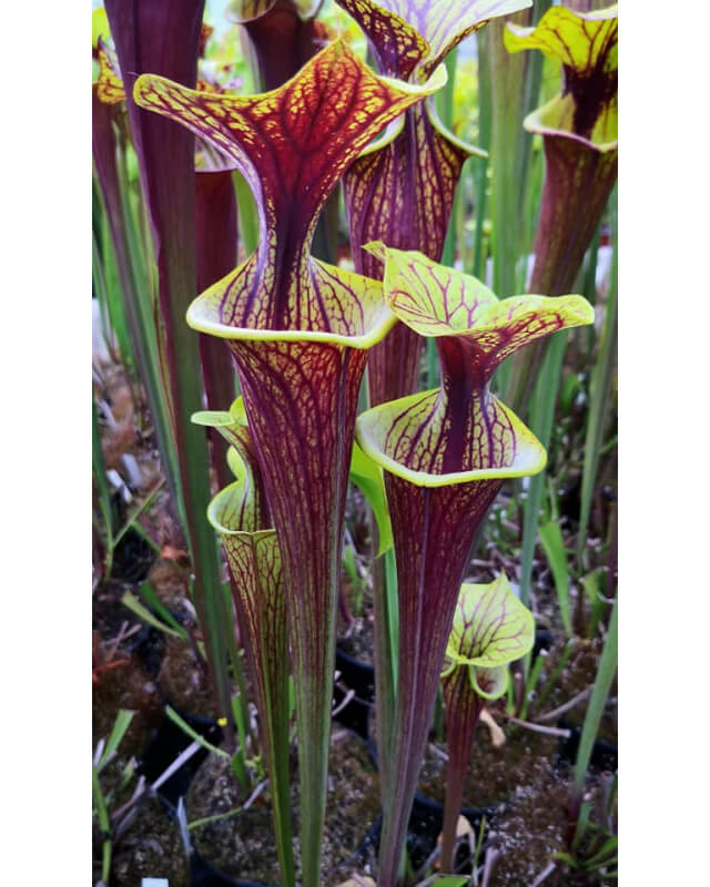 Sarracenia flava var. rubricorpora x S.flava var. ornata -- Joe Mazrimas cross (aidan SF81)-Miscellaneous