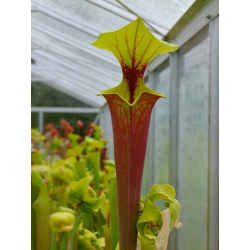 Sarracenia flava var. rubricorpora -- giant,orange clone-var. rubricorpora