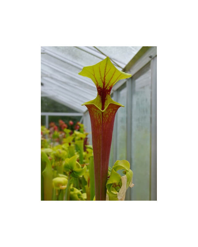 Sarracenia flava var. rubricorpora -- giant,orange clone-var. rubricorpora