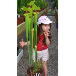 S.x Moorei -- Brooks Hybrid,Ex Marston Exotics-Sarracenia x Moorei