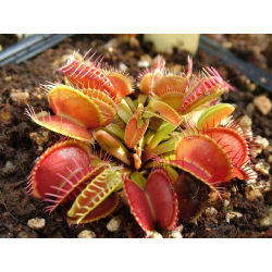 Dionaea muscipula-Dionaea
