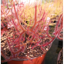 Drosera binata forme multifida-Drosera tropicaux et subtropicaux