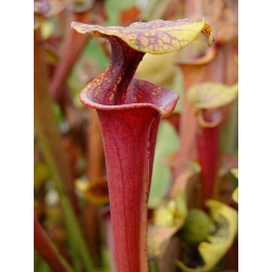 Sarracenia flava var. rubricorpora -- apalachicola-var. rubricorpora