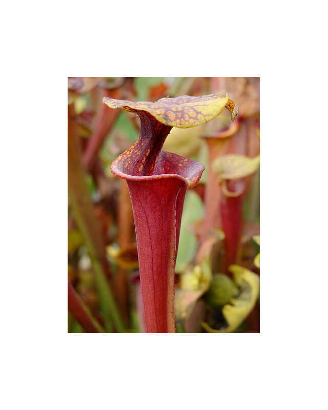 Sarracenia flava var. rubricorpora -- apalachicola-var. rubricorpora