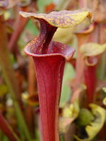 S. flava var. rubricorpora -- apalachicola