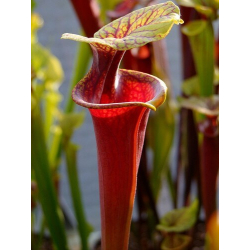 Sarracenia flava var. rubricorpora -- apalachicola-var. rubricorpora