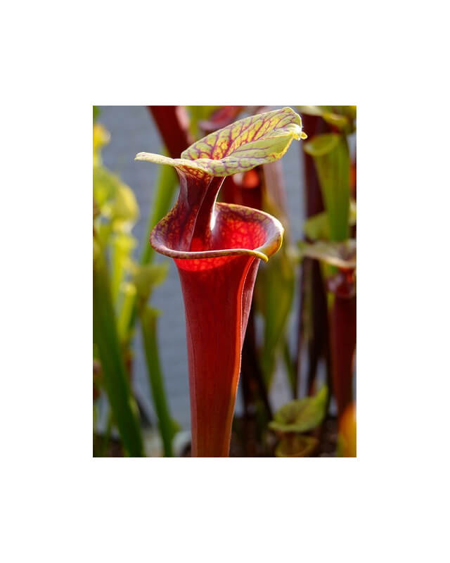 Sarracenia flava var. rubricorpora -- apalachicola-var. rubricorpora