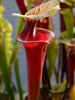 S. flava var. rubricorpora -- apalachicola