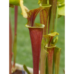 S. flava var. rubricorpora -- Red tube,Apalachicola,W,(AH)(F19,MK)-var. rubricorpora