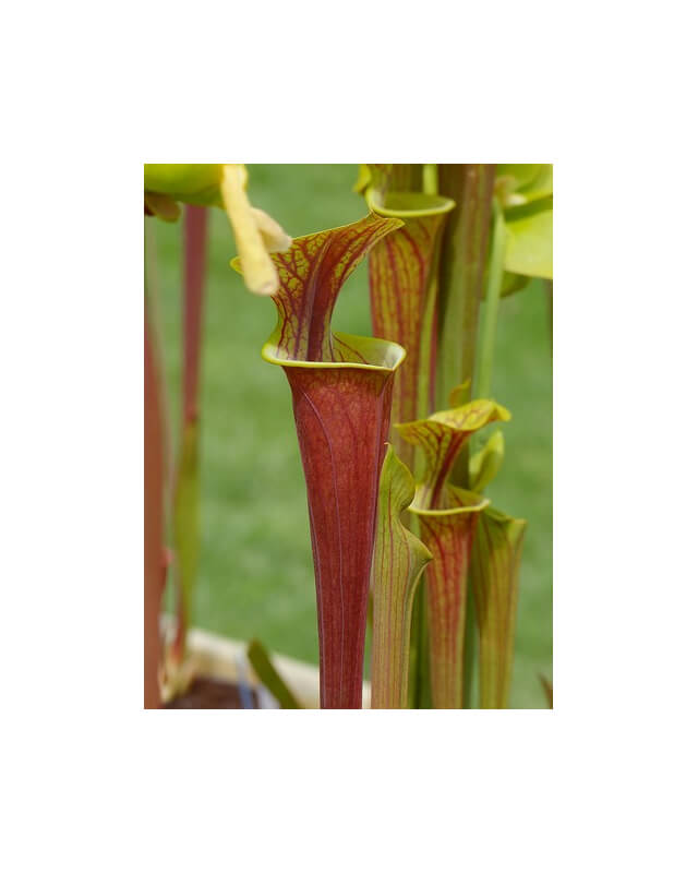 S. flava var. rubricorpora -- Red tube,Apalachicola,W,(AH)(F19,MK)-var. rubricorpora