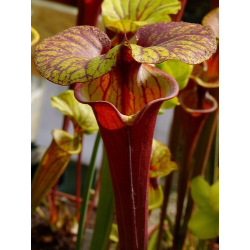 Sarracenia flava var. rubricorpora -- Liberty Co, Fla (Very Dark)(F30)-var. rubricorpora