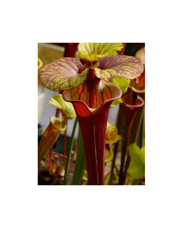 Sarracenia flava var. rubricorpora -- Liberty Co, Fla (Very Dark)(F30)-var. rubricorpora