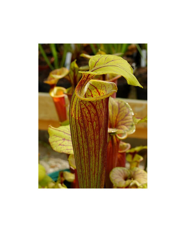 S. flava var. rubricorpora -- ornata int, Wewahitchka FL (F56 MK)
