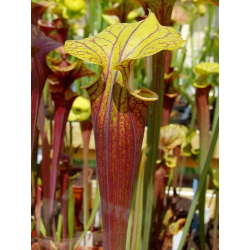 Sarracenia flava var. rubricorpora -- Wewahitchka,W,(AH), (F186 MK)-var. rubricorpora