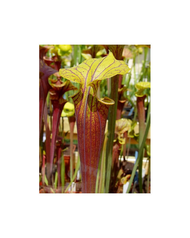 Sarracenia flava var. rubricorpora -- Wewahitchka,W,(AH), (F186 MK)-var. rubricorpora