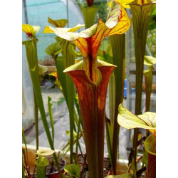 Sarracenia flava var. rubricorpora -- Red form, N.Carolina,W,(AF), (F89 MK)-var. rubricorpora